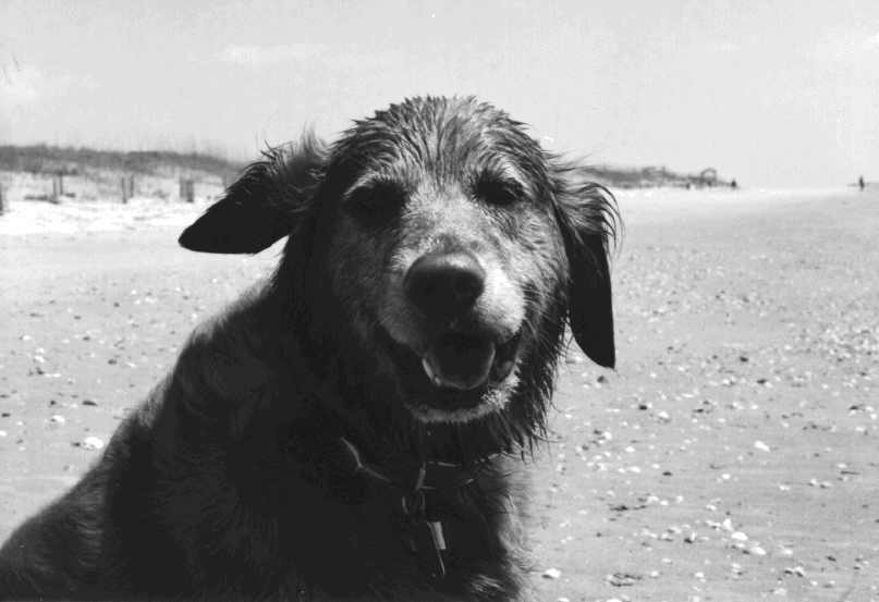 furfopt1.jpg (32413 bytes)